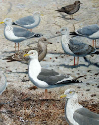 painting of Vega Gull