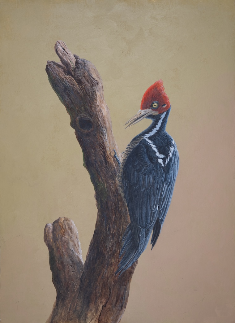 Crimson-crested Woodpecker