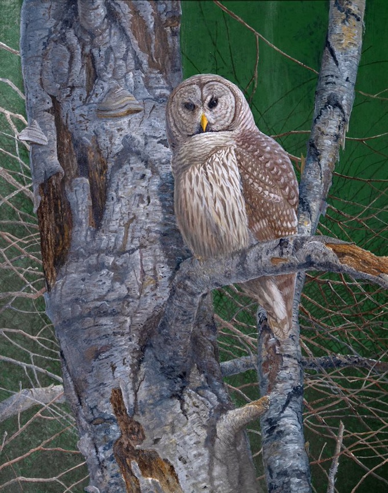owl painting