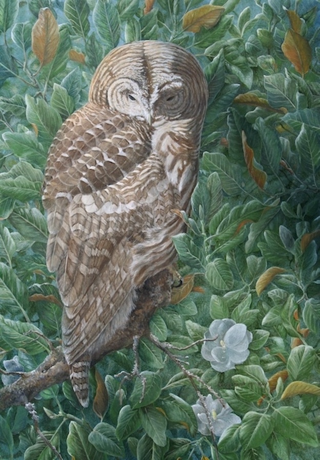 owl painting