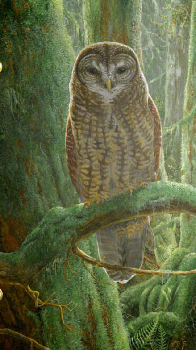 owl painting