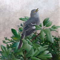 Northern Mockingbird painting