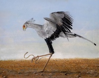 bird painting