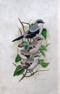 bird painting