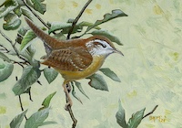 panting of carolina wren