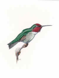 Artwork - 046 Anna's Hummingbird (Calpyte anna)