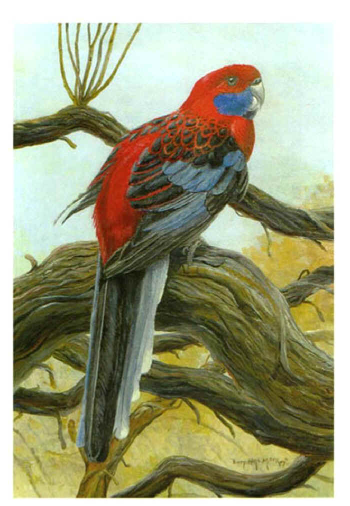 Crimson,Rosella,Barry,MacKay