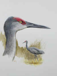 painting of sandhill crane