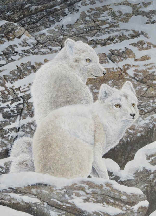 Barry Kent MacKay arctic fox