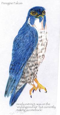 Artwork - 026 Peregrine Falcon