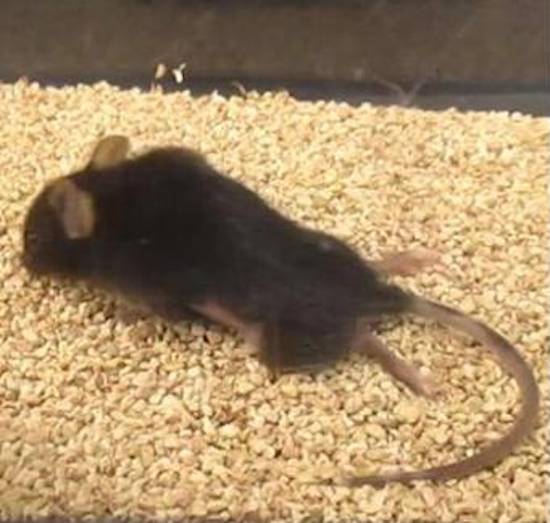 Caged Brown Mouse