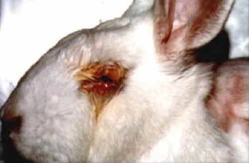 draize tested rabbit