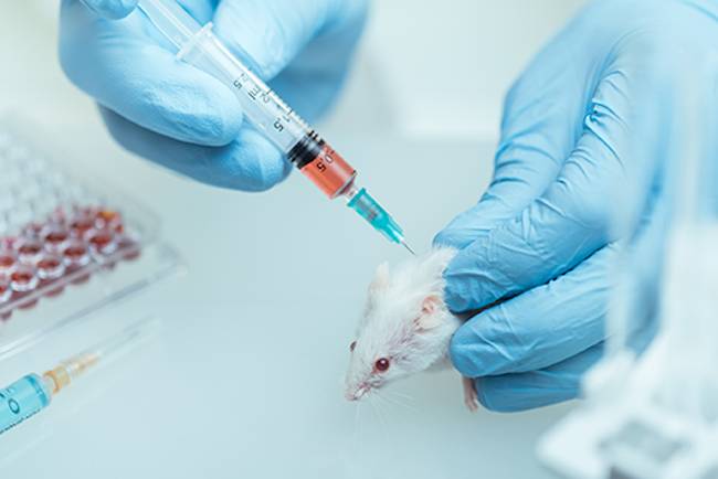 mouse ear injection