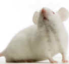 research mice