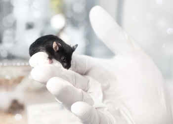 research mice