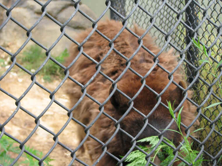 ar-blackbearsinzoo-05