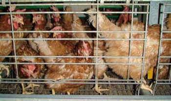 caged laying hens