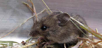 field mouse