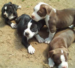 pitbull pit bull dog breed