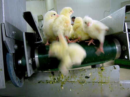 grinding up male chicks