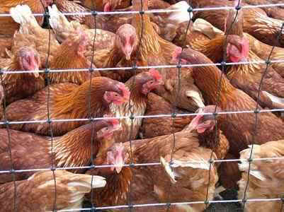 battery caged hens