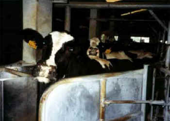 dairy cruelties