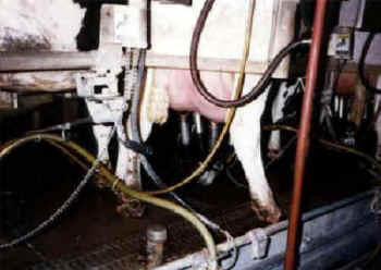 The 9 million cows living on dairy farms in the United States spend most of their lives in large sheds or on feces-caked mud lots, where disease is rampant� hardly the pretty green pastures depicted on milk cartons and in advertisements. Cows raised for their milk are repeatedly impregnated, and their babies are taken away so that humans can drink the milk intended for the calves. When their exhausted bodies can no longer provide enough milk, they are sent to slaughter and ground up for hamburgers.