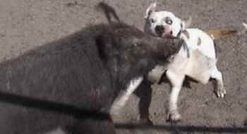 hog-dog fighting