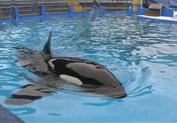 Lolita solitary orca