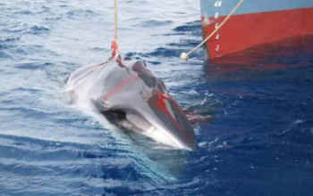 harpooned whale