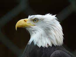 eagle