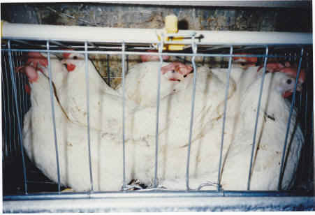 caged hens