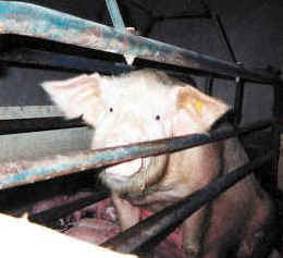 pig piglet factory farm