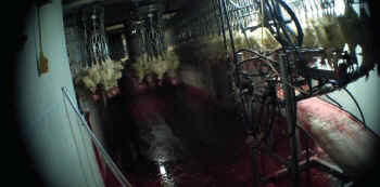 spent hens slaughterhouse