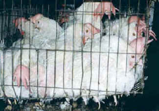 caged hens