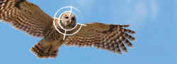 barred owl wildlife wilderness management