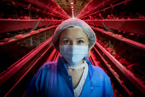 scientist chicken farm