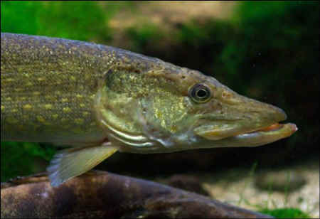 freshwater fish extinct