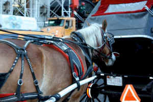 horse drawn carriage