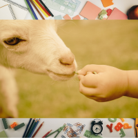 image of child feeding goat and school supplies