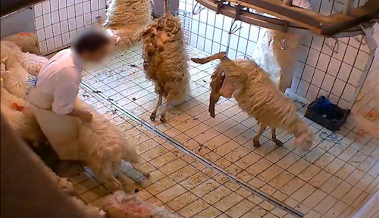 lamb slaughter