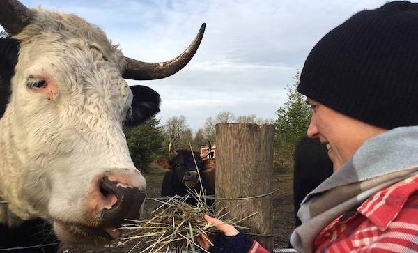 rescued cow