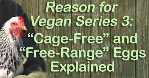 cage free explained