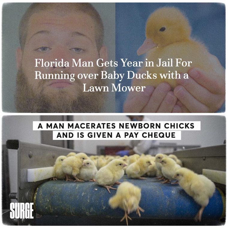 ducklings chicks