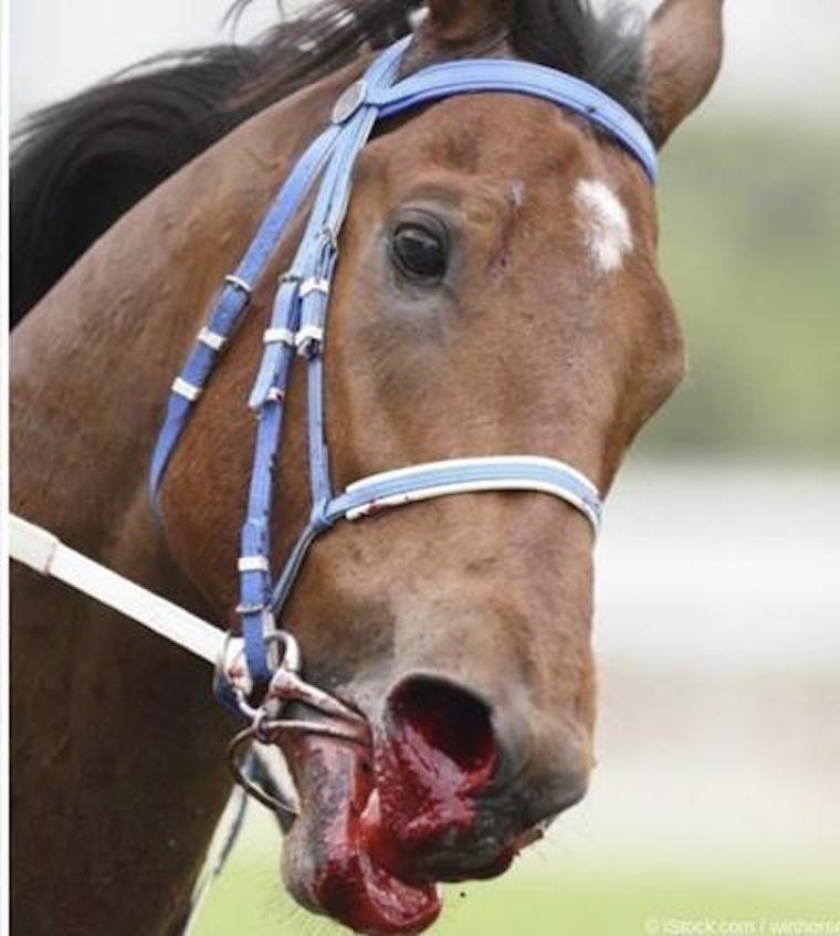 horseracing cruelty