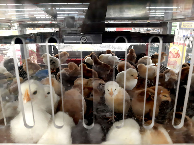 Tractor Supply Company Mistreats Baby Chicks and Ducklings