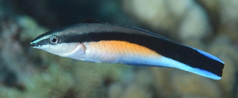 cleaner fish