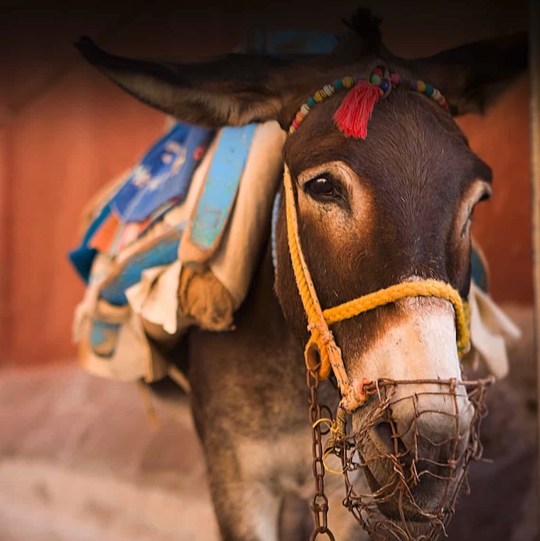 Burro