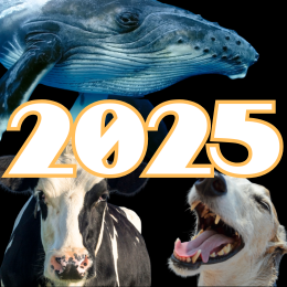 2025, whale, cow, and dog