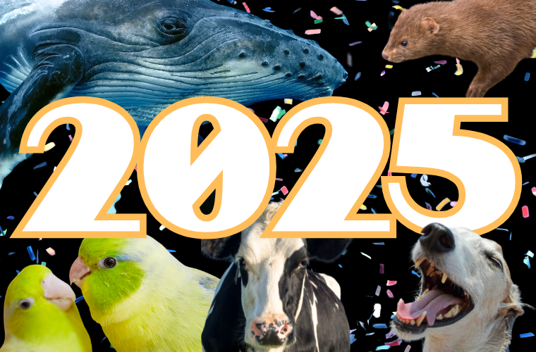 2025, confetti, and various creatures